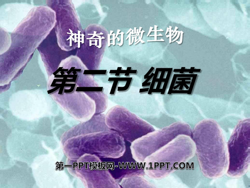 《细菌》细菌和真菌4-人教版八年级生物上册PPT课件