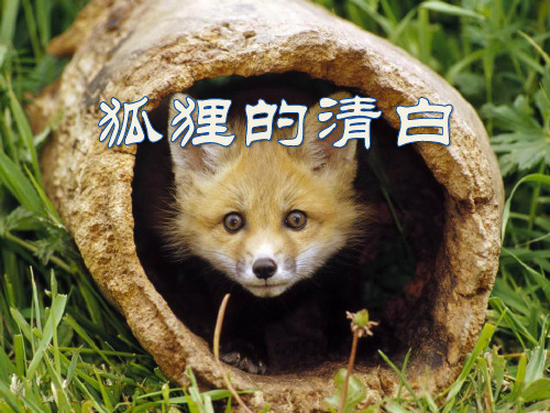 湘教版语文六下《狐狸的清白》ppt课件