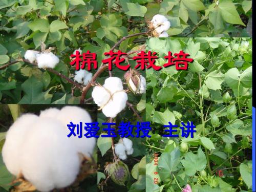 棉花栽培1-PPT精品文档
