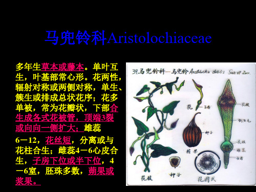 马兜铃科蓼科