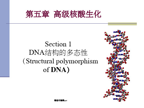 Section 1 DNA结构多态性