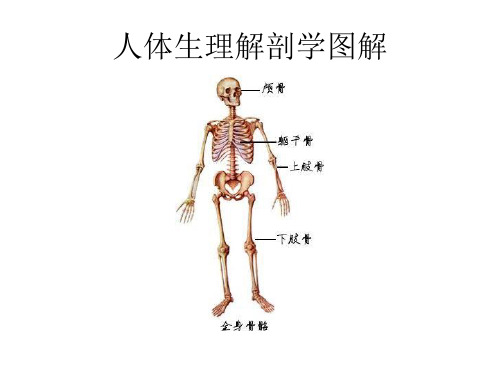 人体生理解剖学图解 ppt课件