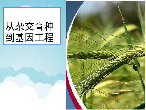 人教版高中生物必修二第6章第1节《杂交育种与诱变育种》课件(共18张PPT)