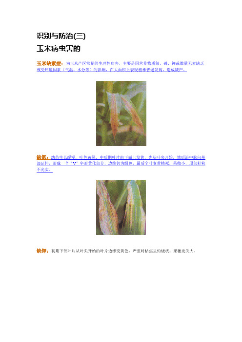 玉米缺素识别与防治