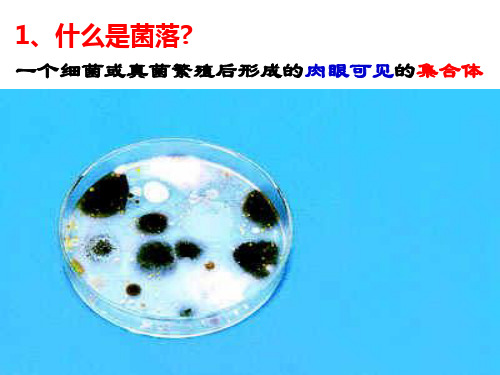 第四章  分布广泛的细菌和真菌19页PPT