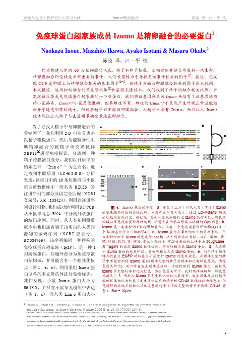 免疫球蛋白超家族成员Izumo是精卵融合的必要蛋白