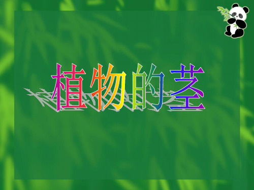 植物的茎