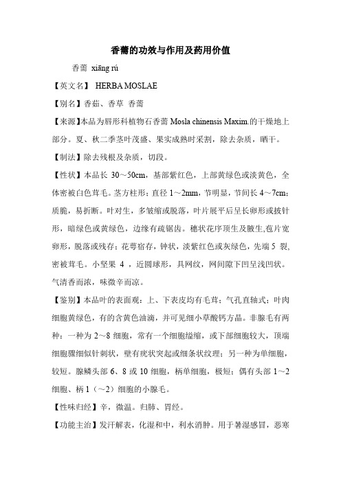 香薷的功效与作用及药用价值