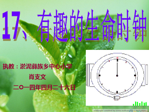 17《有趣的生命时钟》