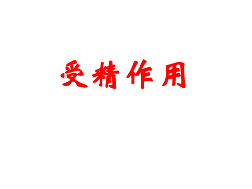 人教版高中生物必修课件：受精作用