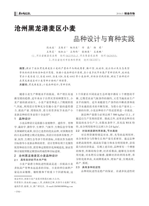 沧州黑龙港麦区小麦品种设计与育种实践