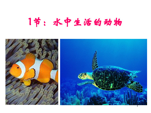 511水中生活的动物PPT课件