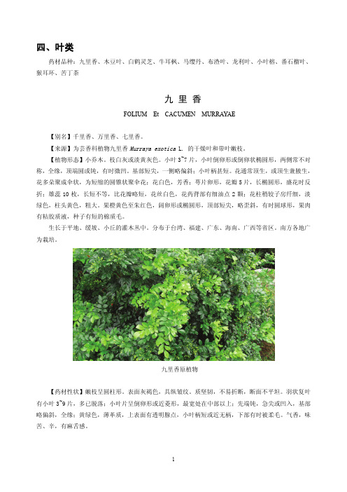 叶类