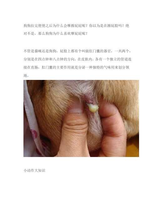 狗狗便便后摩擦屁股,怎么治疗