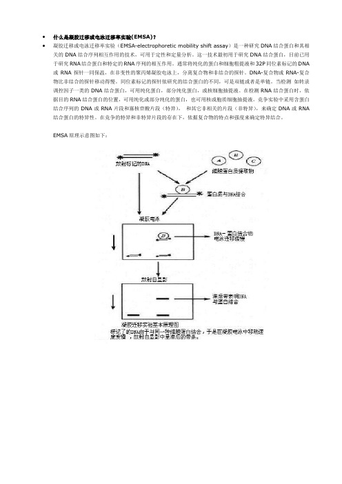 什么是凝胶迁移或电泳迁移率实验(EMSA)