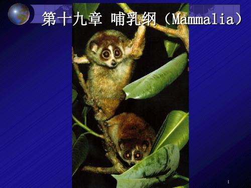 哺乳动物PPT演示课件