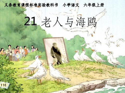 老人与海鸥的故事