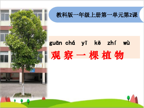 一级上册科学课件-观察一棵植物 教科版