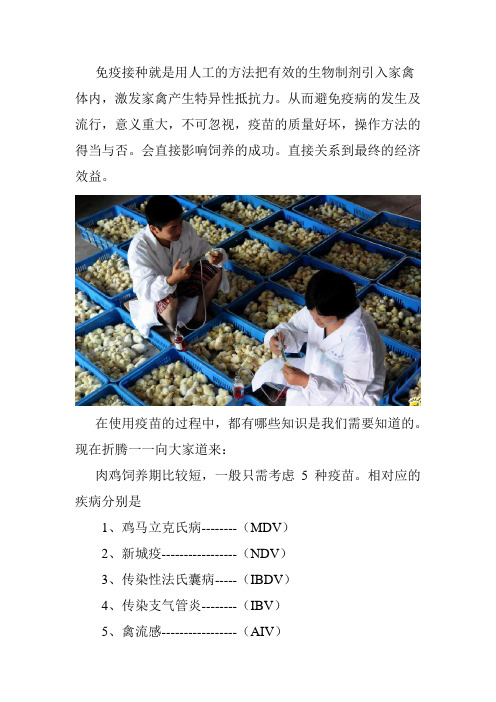 肉鸡免疫接种攻略---折腾