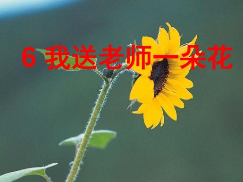三年级品德与社会下册《我送老师一朵花》课件2苏教版