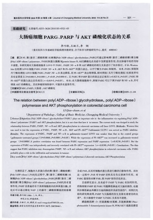 大肠癌细胞PARG、PARP与AKT磷酸化状态的关系