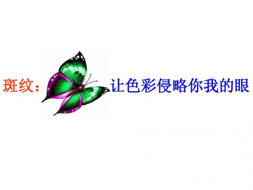 斑纹