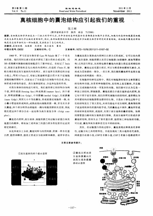 真核细胞中的囊泡结构应引起我们的重视