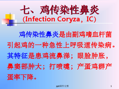 传染性鼻炎PPT课件