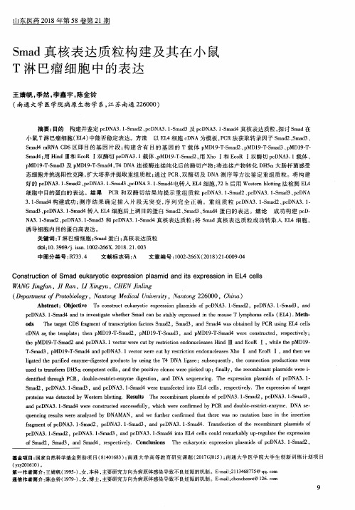 Smad真核表达质粒构建及其在小鼠T淋巴瘤细胞中的表达
