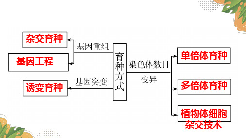 高三生物二轮复习课件：育种