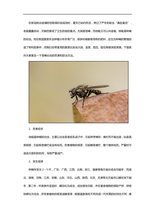 上海灭除四害公司的苍蝇幼虫危害调查方法及如何防治苍蝇
