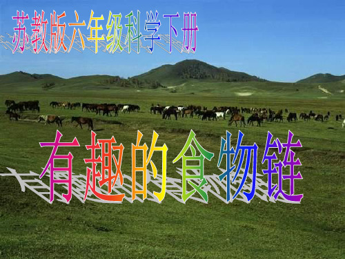 苏教版六年级下册课件课件： 有趣的食物链 (2)PPT(共20页)PPT