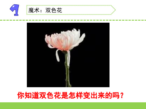 苏教版三年级下册科学课件2.幼苗长大了