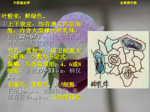 第十一章 全草类中药