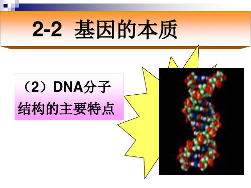 DNA分子结构的主要特点(新人教必修2)解读