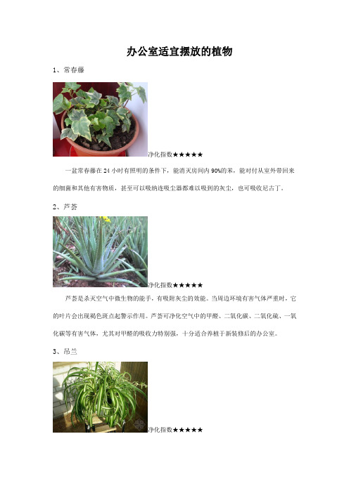 办公室适合摆放的植物