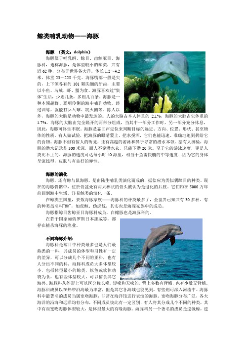 鲸类哺乳动物-海豚
