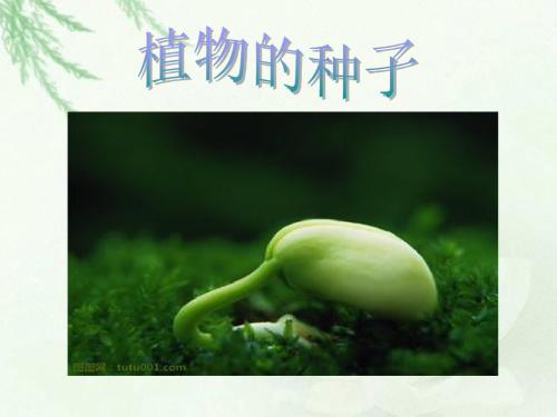 人教版科学三年级下册第二章第1课《植物的种子》课件2