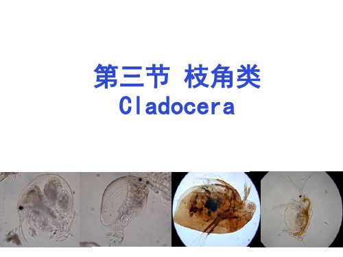 第6周 枝角类