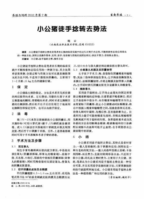 小公猪徒手捻转去势法