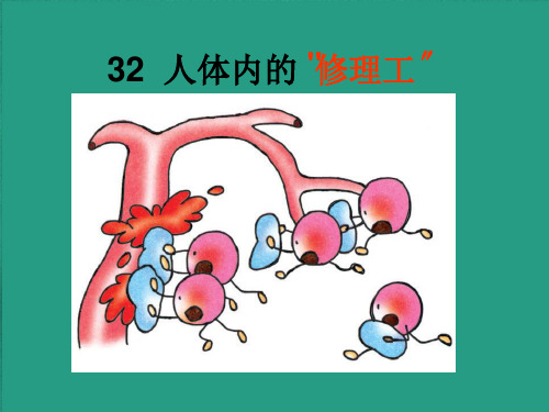 (沪教版)二年级语文上册省优获奖课件 人体内的修理工 2