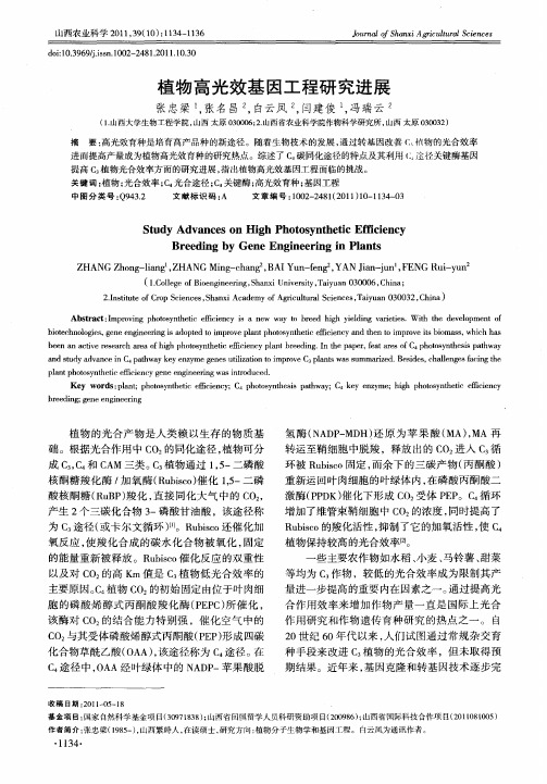 植物高光效基因工程研究进展