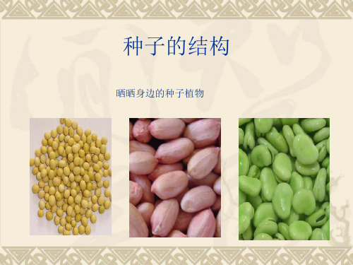 初中生物种子的结构