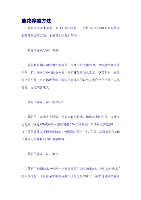 菊花养殖方法