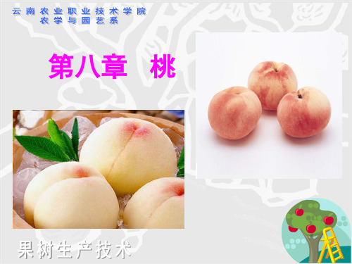 果树生产技术  第八章 桃