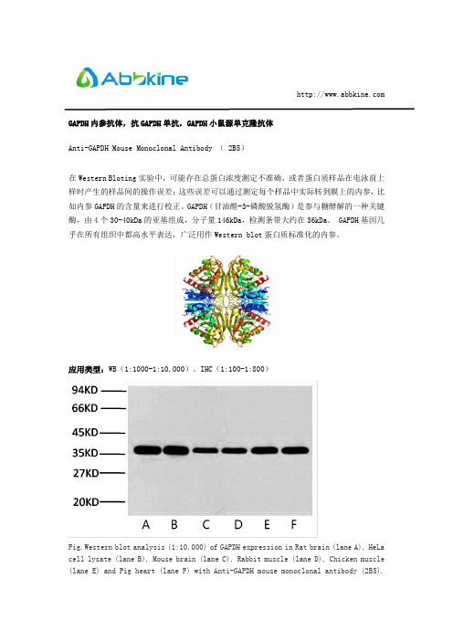 GAPDH内参抗体,抗GAPDH单抗,GAPDH小鼠源单克隆抗体