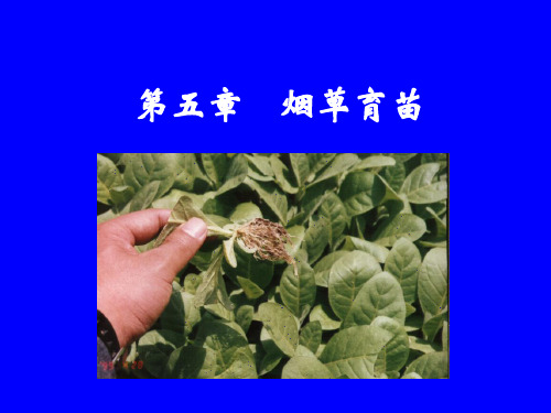烟草育苗(附图片)