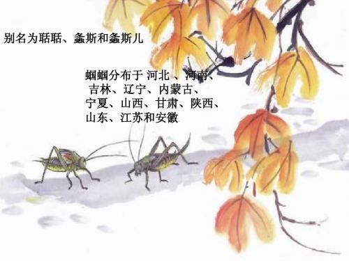 蝈蝈 蝈蝈
