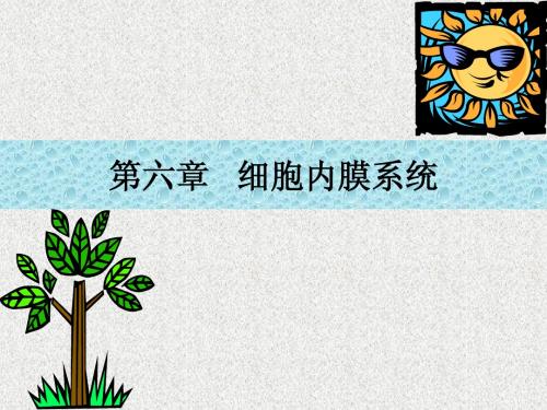 第六章细胞内膜系统