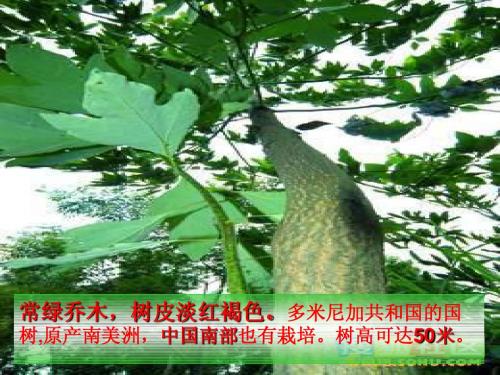 桃花心木.  优秀课件 直接使用